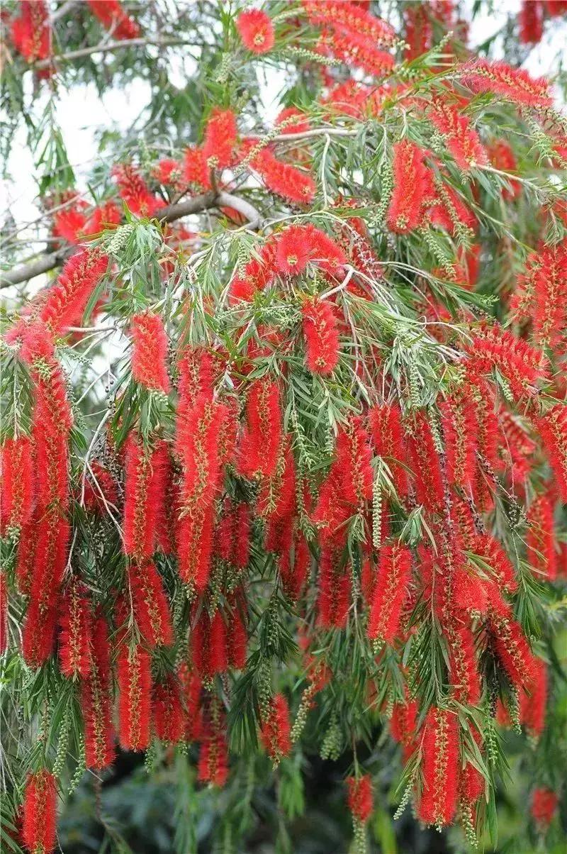 深圳5月哪里有花海看,深圳五一哪里可以看花海