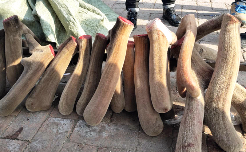 双阳大集有鹿产品吗,鹿场各种鹿产品