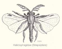 昆虫分类的基本单元,昆虫的分类视频