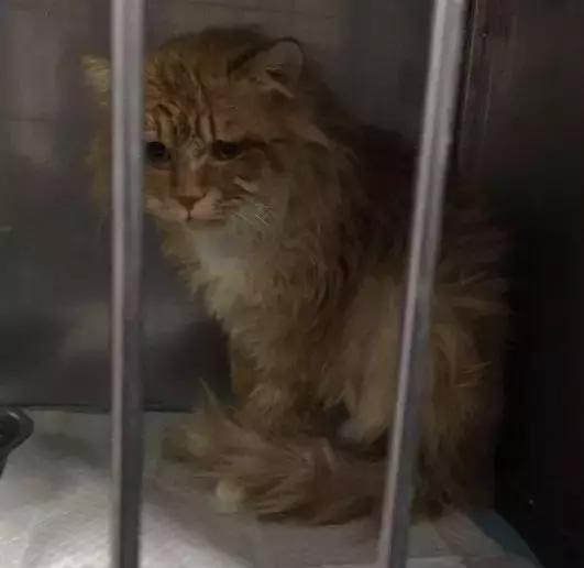 猫咪肾衰竭4级救活的概率大么,猫咪肾衰竭治愈率