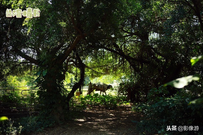 台湾鹿港天后宫旅游攻略,台湾旅游攻略15日游