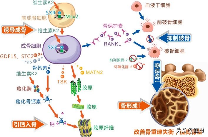 科普各种维生素的作用与功效,维生素医学知识科普视频