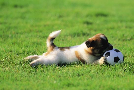 狗身上的味道不花钱怎么最快去除,狗狗身上没有味家里有味怎么回事