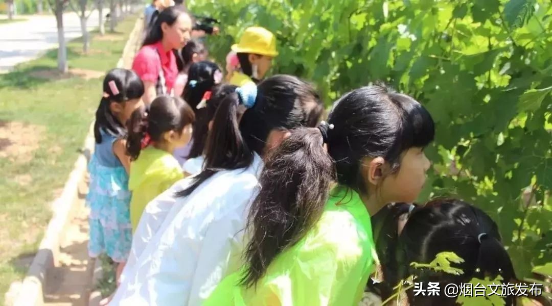 张裕卡斯特酒庄研学,探秘研学活动