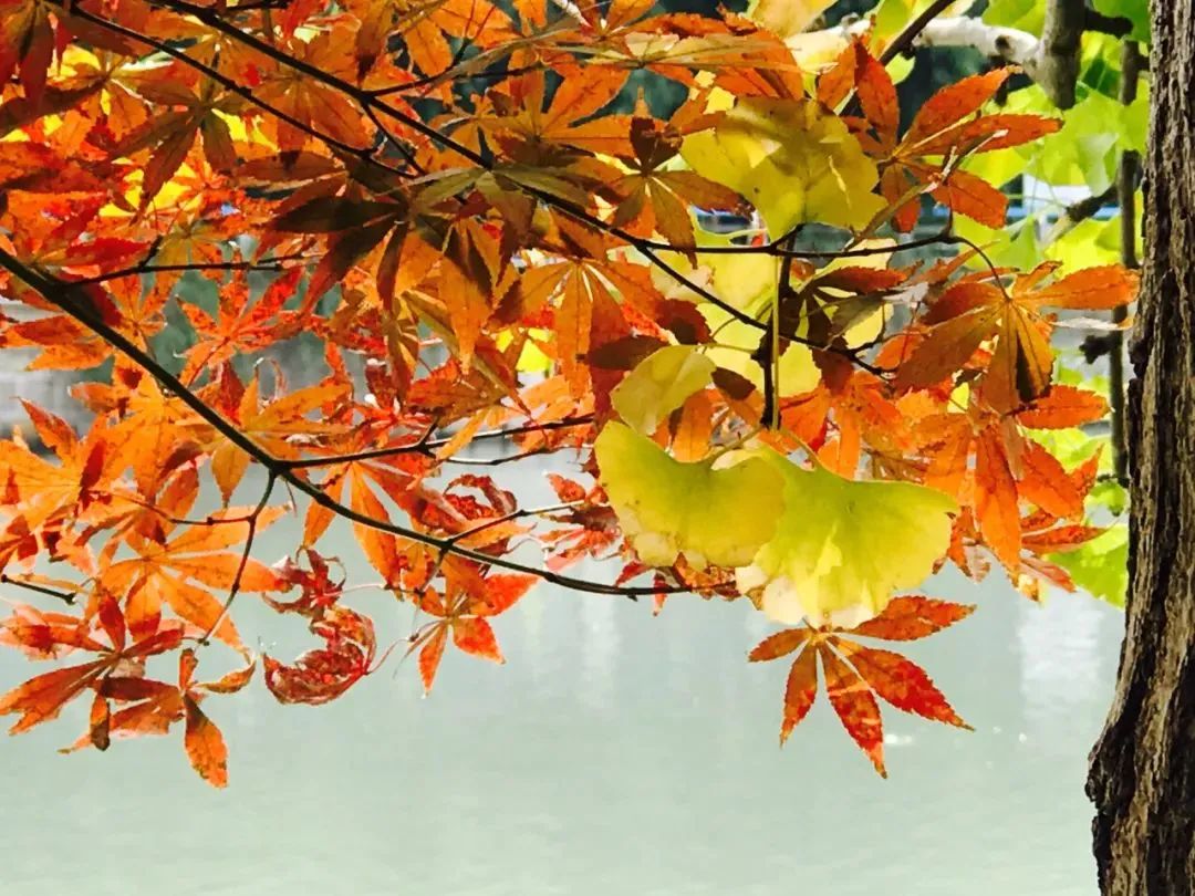 深秋回暖，安排！沪上各区的深秋美景，你准备好打卡了吗？