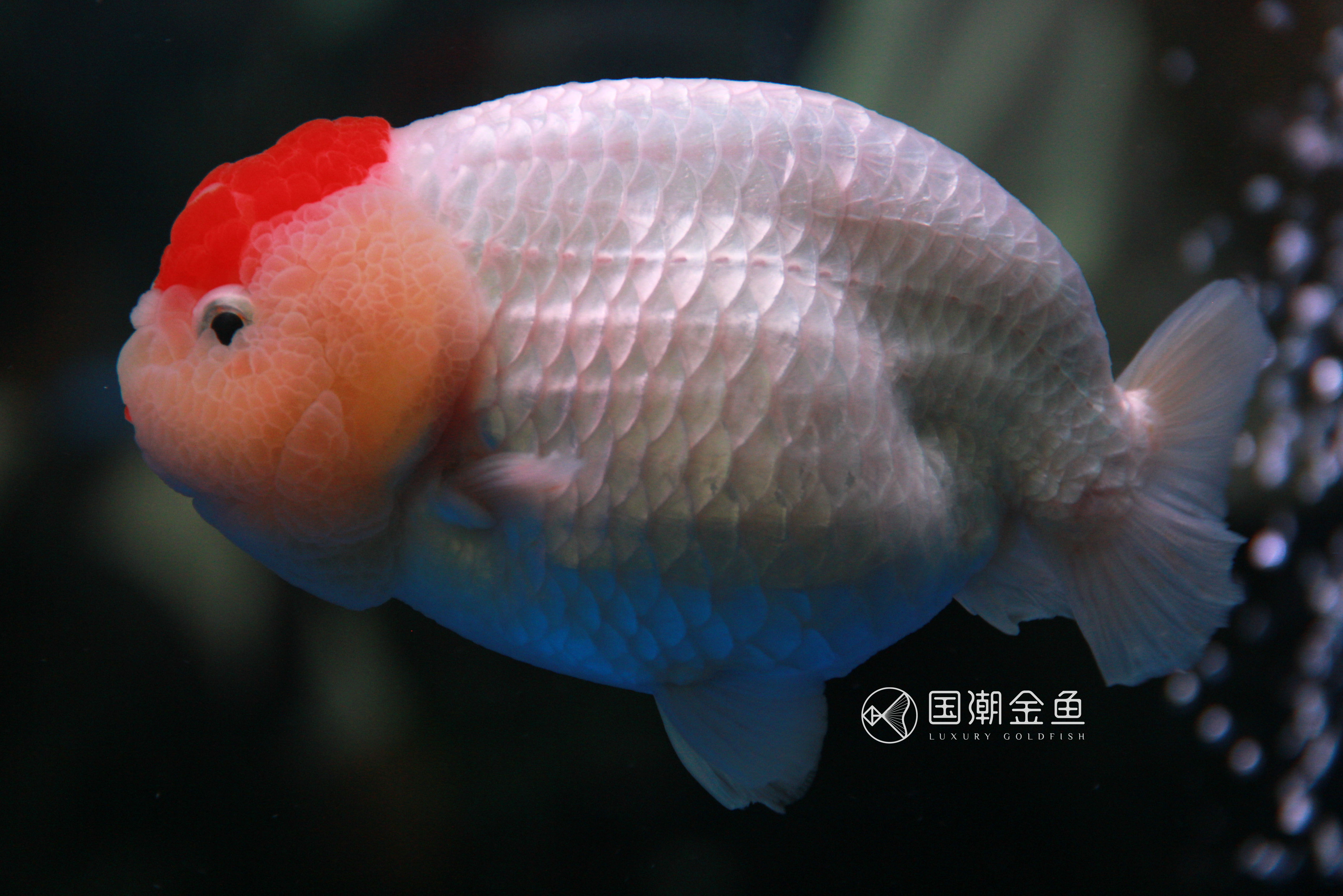 潘国诚谈养金鱼,福州潘国诚金鱼