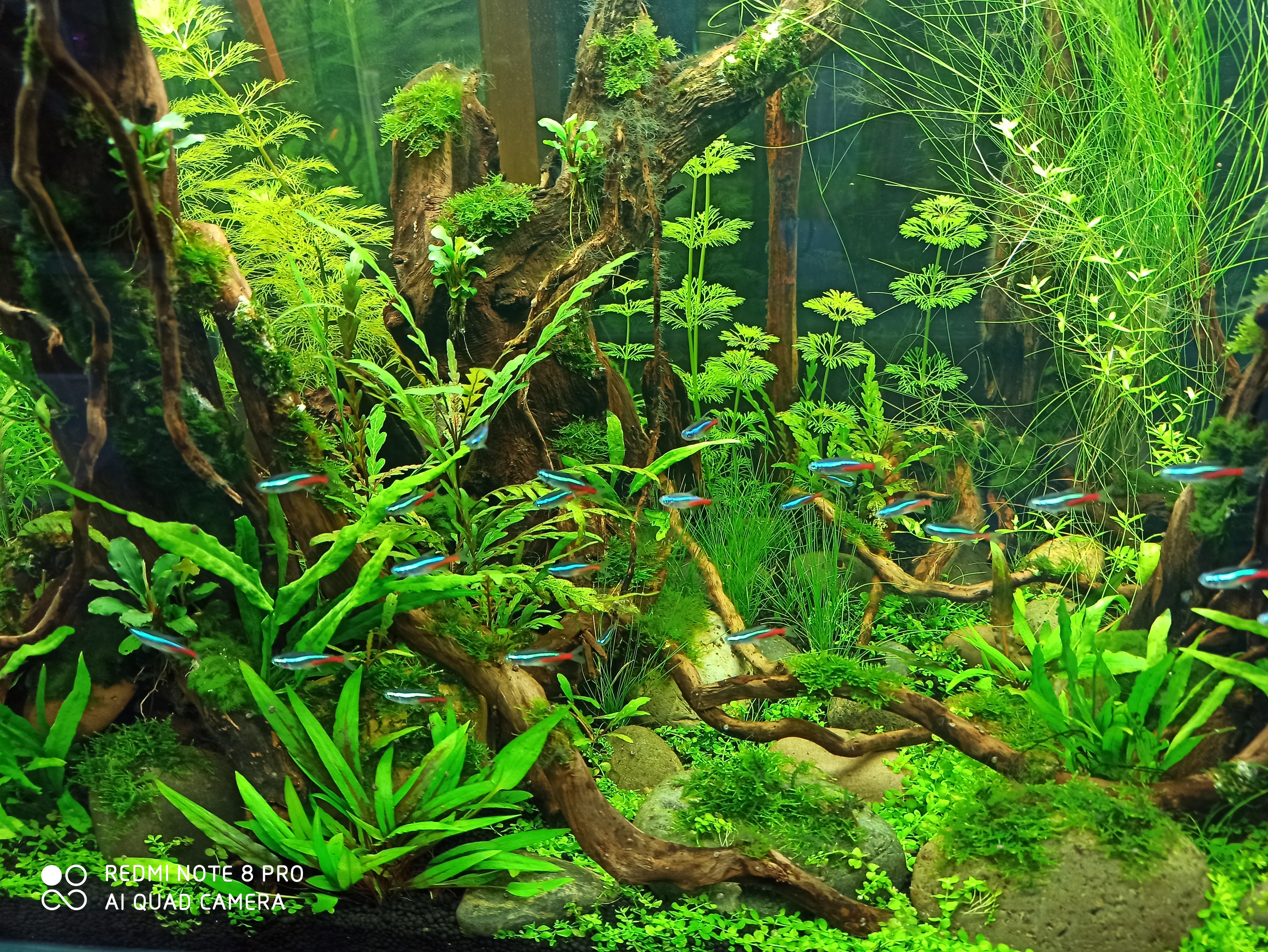 一个小鱼缸两坨水草,一个小缸养鱼
