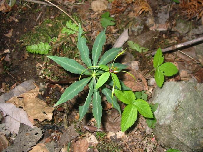 农村保护珍惜野生植物野草,常见的野生杂草