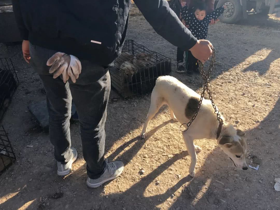 被狗贩子拐走了小狗卖到狗肉店,男子遛狗把狗卖到狗肉店