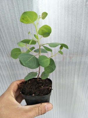 尤加利盆栽怎么养,尤加利叶的养护方法