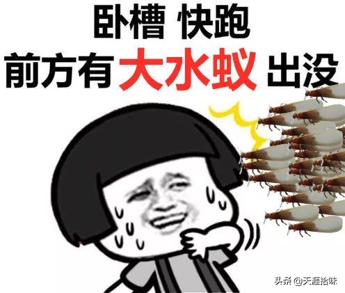 台风来了海岸上很多虫子,台风后出现的虫子