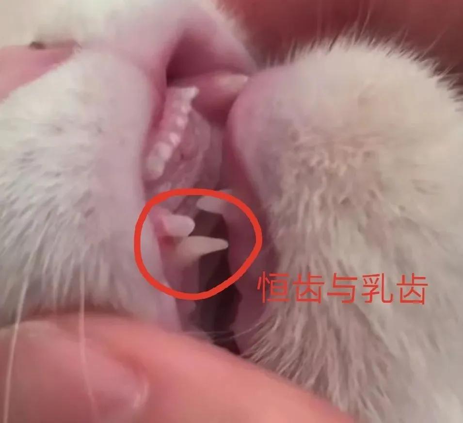 猫咪长蛀牙了需要拔掉吗,猫有蛀牙怎么处理最好