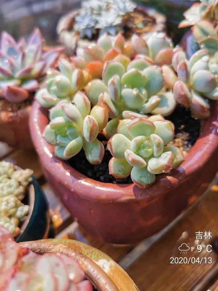 养多肉的人生感悟,人生如同养花