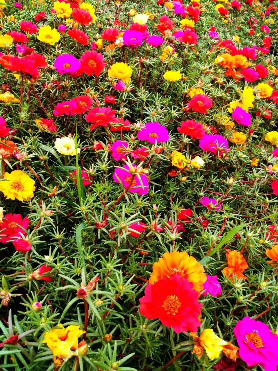 这8种花你不要乱浇水,新手种花品种推荐