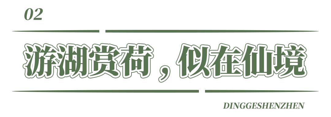 深圳洪湖公园7月18号还有荷花吗,深圳洪湖公园现在有荷花开吗