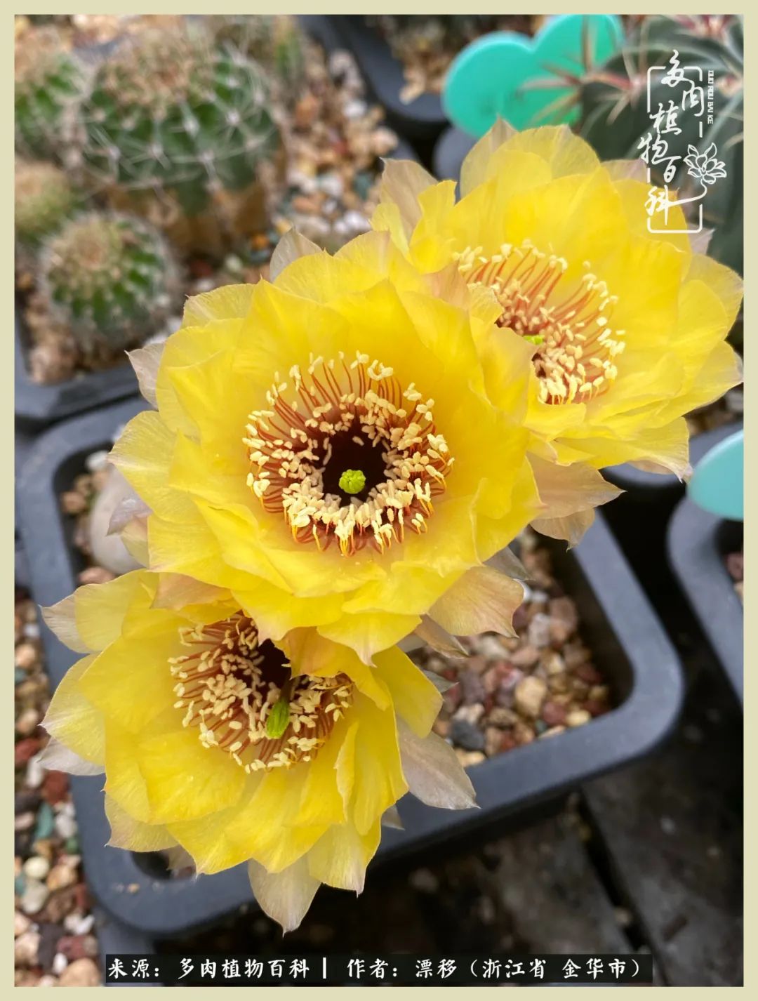 仙人球开花并散发着香味,仙人球花盛开吐露芬芳