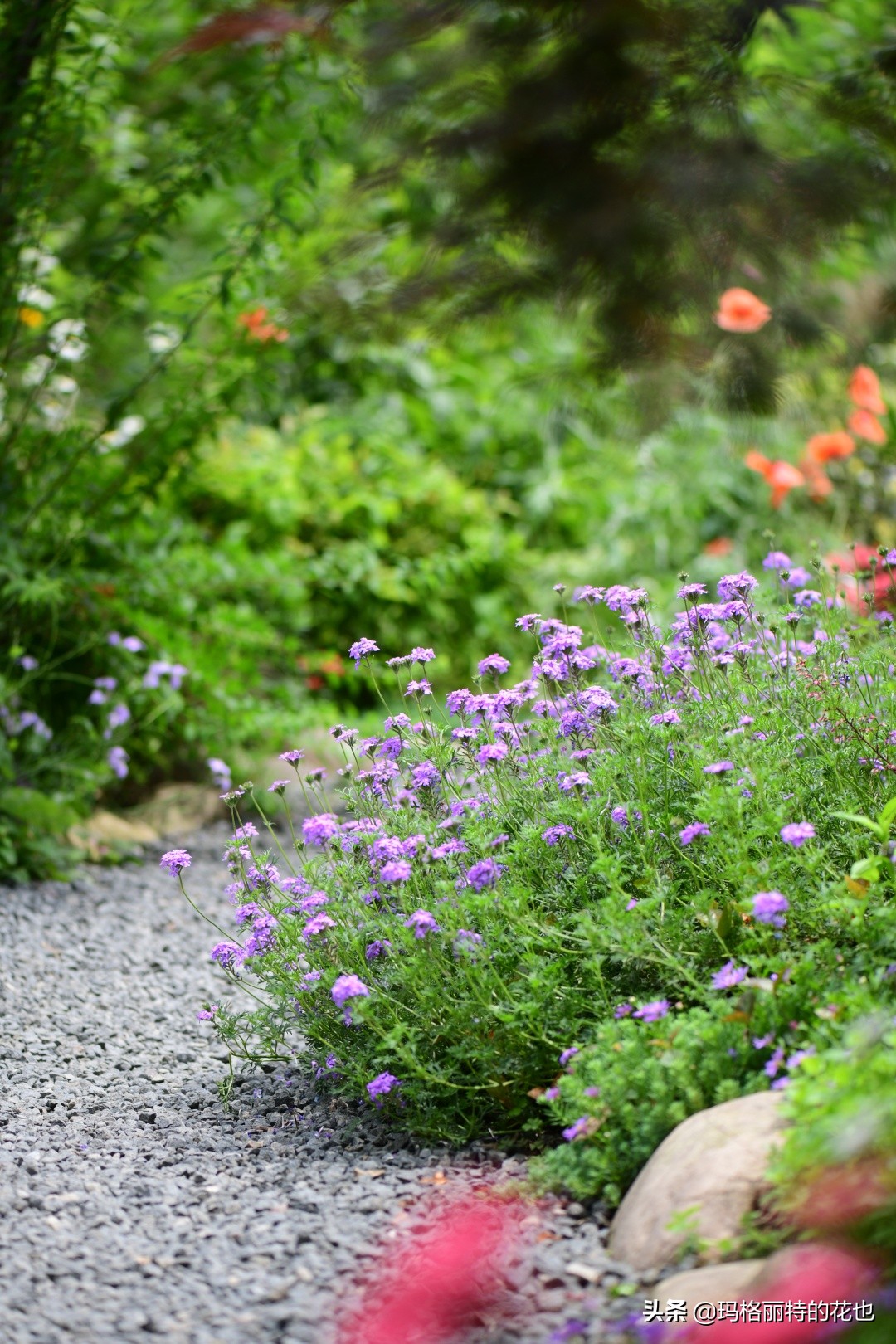 徒长花草怎样处理,徒长的树木怎么处理