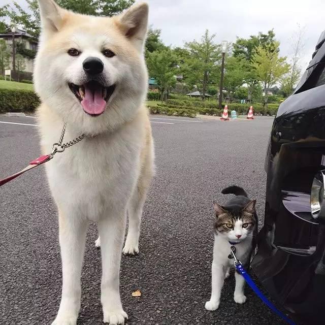 想养秋田犬快来看优缺点分析,想养狗狗幼犬最好养什么狗