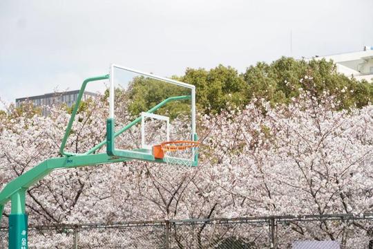 对同济大学的印象,你对同济大学有哪些认识