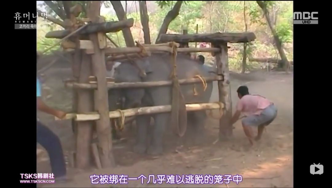 韩国寄生虫深度解析,寄生虫韩国结局