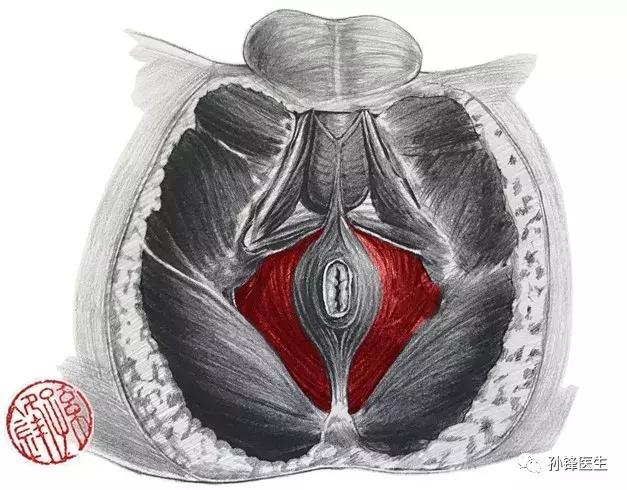 医学笔记︱男性会阴部的肌肉系统（中肛管水平）：（下）