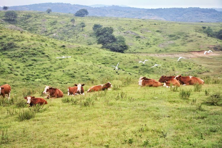 安徽草原旅游,安徽大草原景区