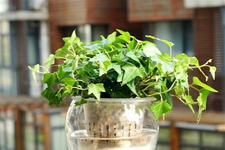 常春藤如何能养好,常春藤怎么才能养好呢