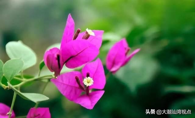 各市市花是哪些花呢,市花大全及其意义