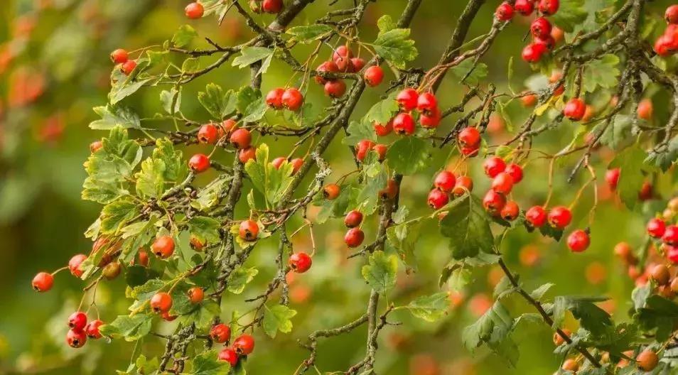 小红书爆火的天价抗糖丸、抗糖液到底有用么?抗糖到底是咋回事?