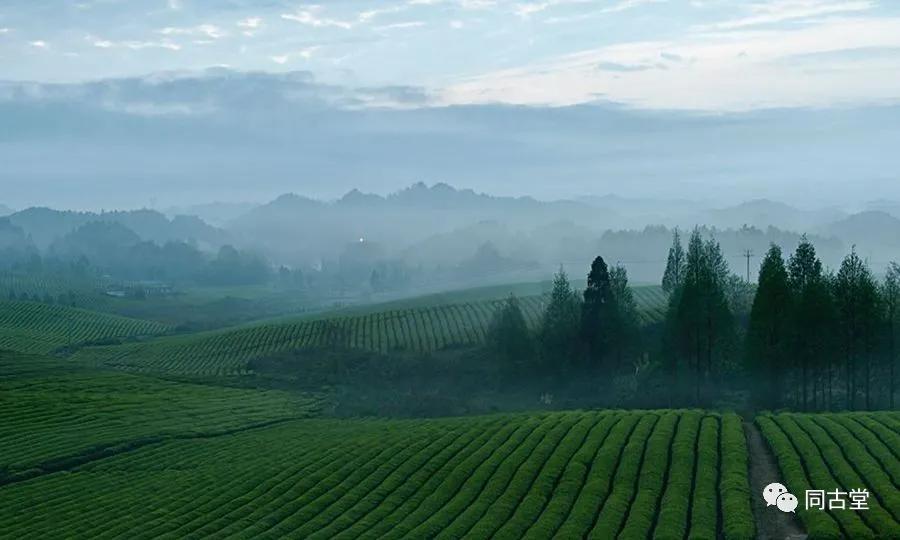 皇家贡茶前世今生,北苑贡茶的历史悠久
