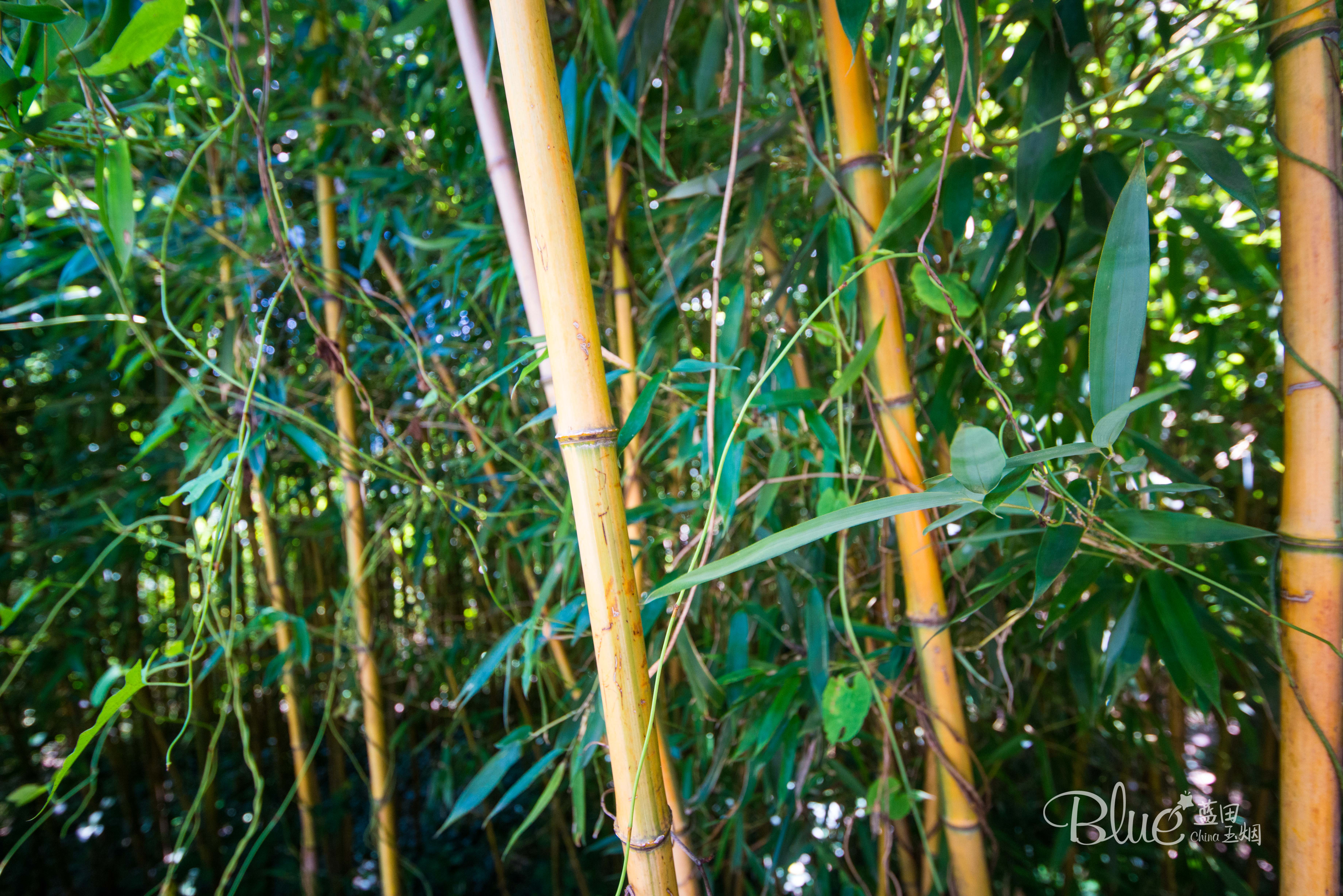 连云港著名景点花果山的传说,连云港的花果山景区