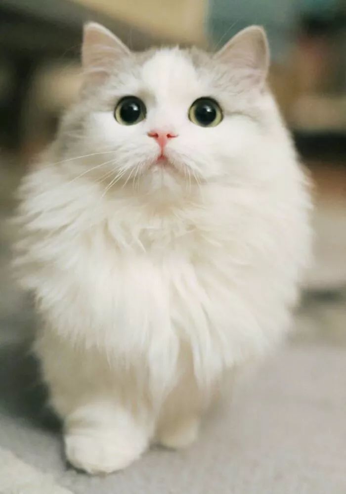 猫咪泪痕太严重是什么原因,猫咪泪痕的解决办法是什么