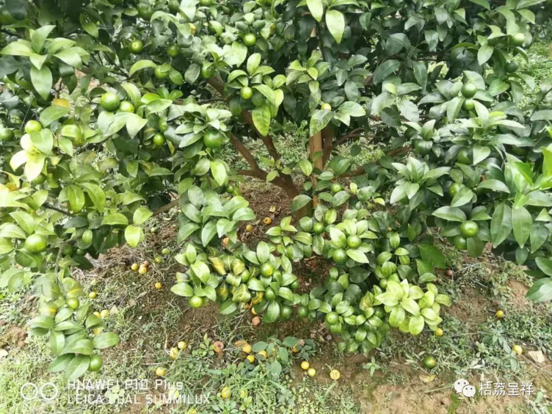 今年柑桔春季管理,柑桔种植全年管理计划