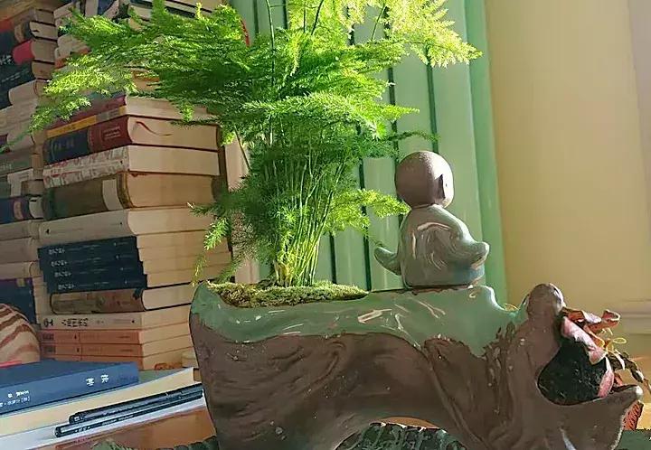 绿萝十大净化空气植物,好养适合新手净化空气的植物