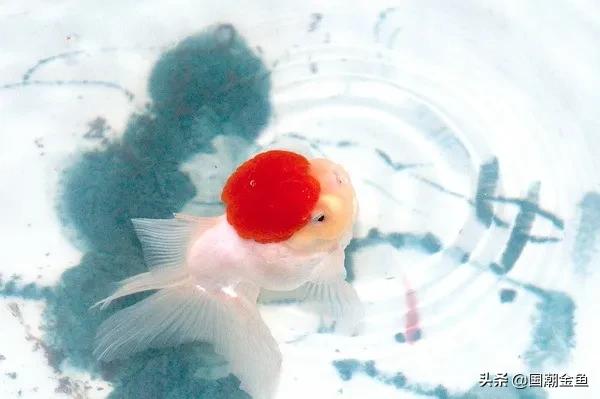 家庭养鱼小技巧和方法,观赏养鱼的方法和技巧