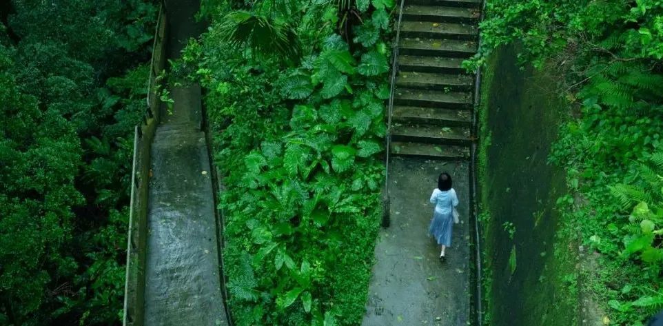 第一炉香里的蛇,第一炉香和血观音