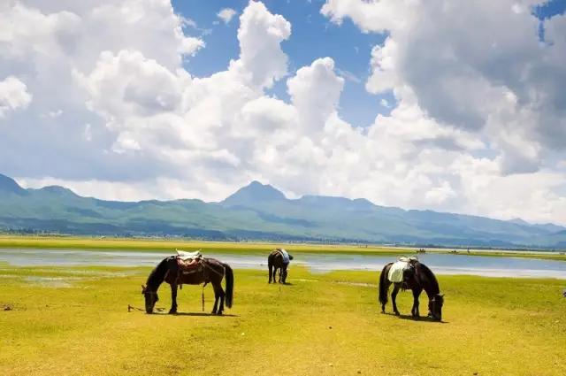 丽江拉市海骑马骗局,丽江拉市海骑马多少钱