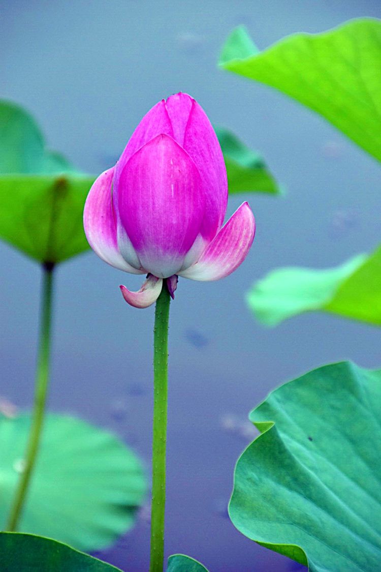 洛阳中国国花园荷花,洛阳国花园的荷花