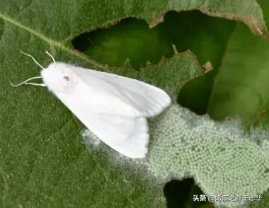 外来物种入侵，山东以下地区被列入2020美囯白蛾疫区