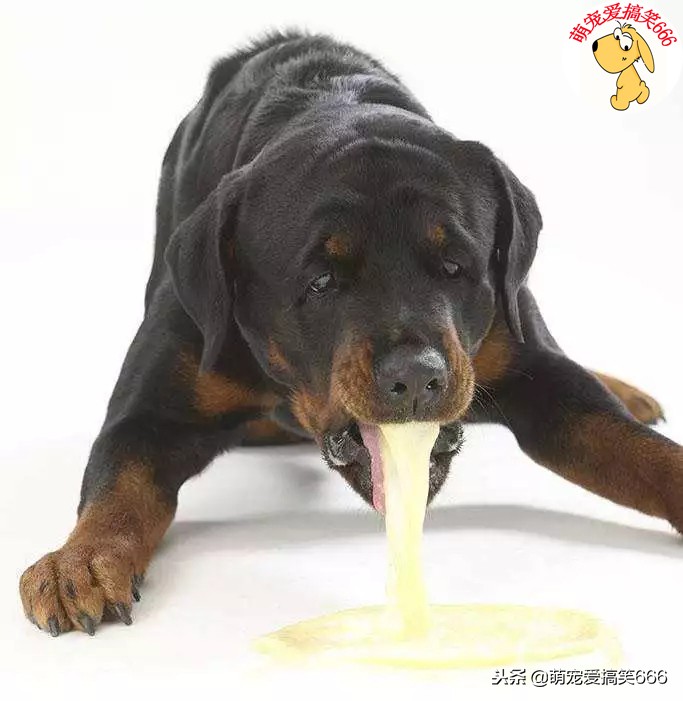 狗狗呕吐不良的表现和处理方法,狗狗呕吐的预兆