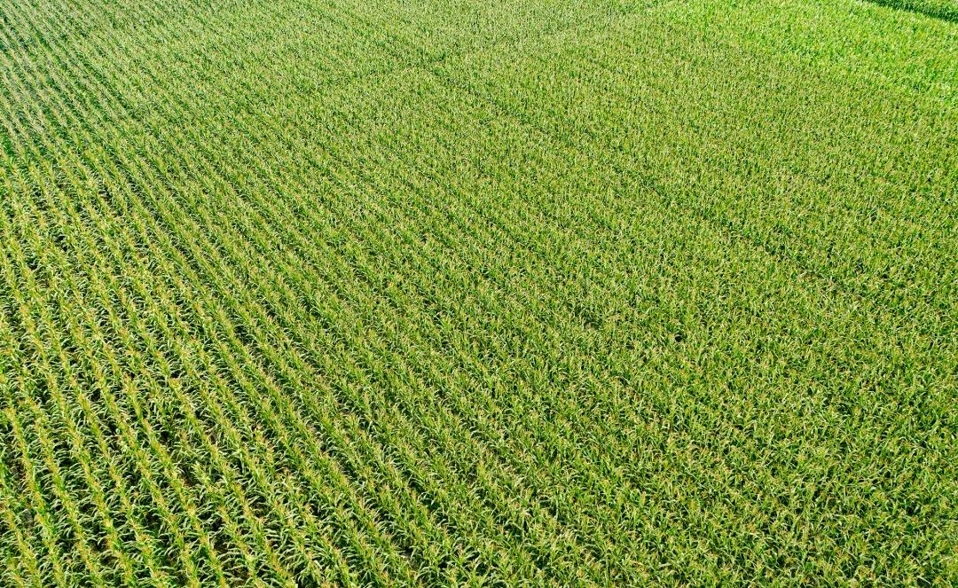 高甜来袭浙农林,高甜来袭国产