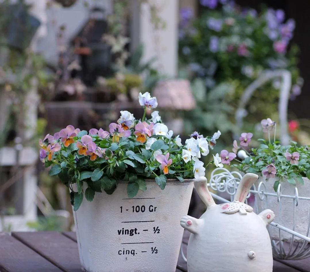 角堇和皱边角堇哪个花大,皱边角堇和穗边角堇的区别