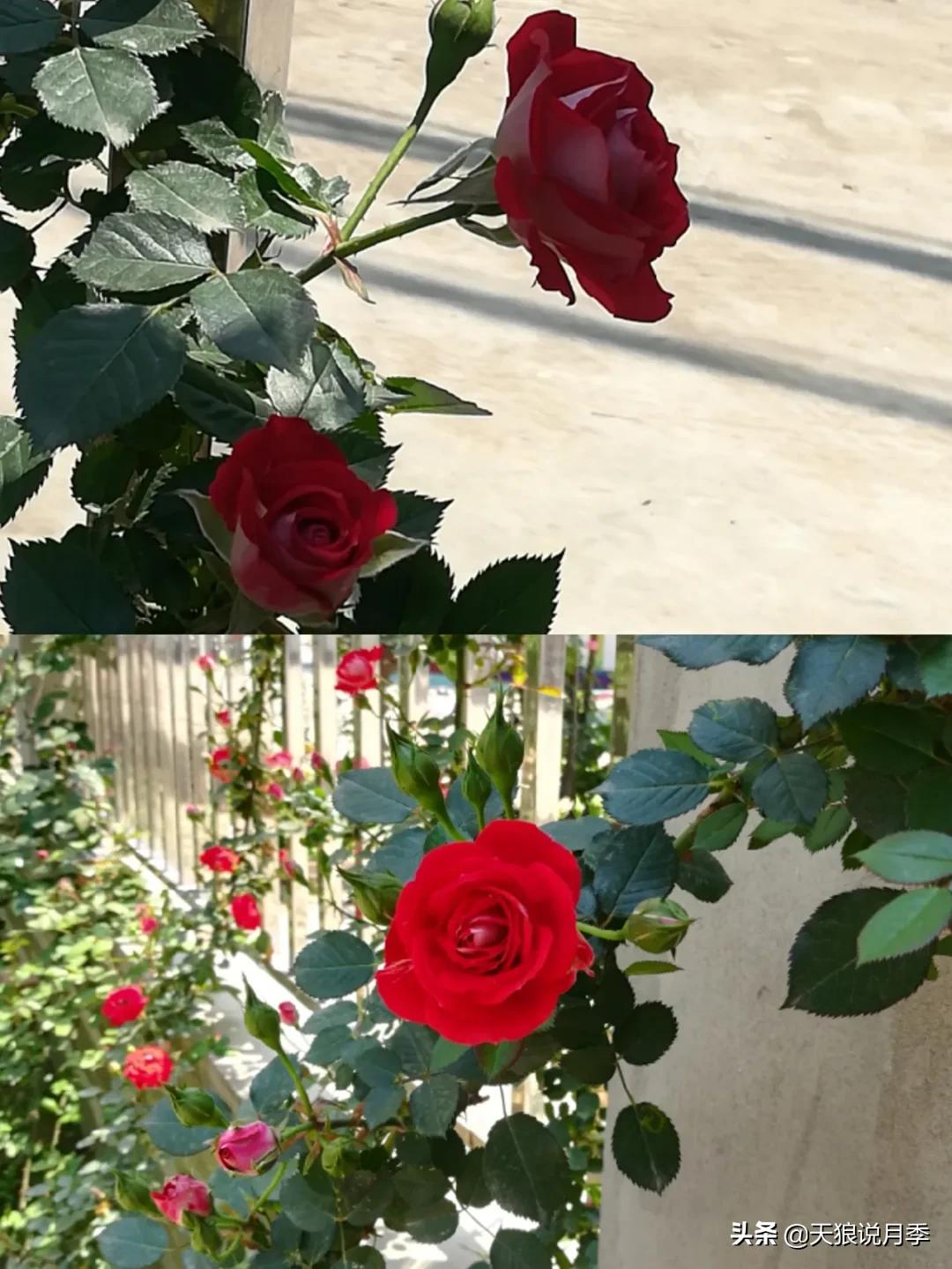 月季春季第一波花要不要剪,月季春季第一波花开后嫁接