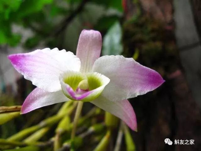 秋石斛兰叶黄了,石斛兰叶子黑尖