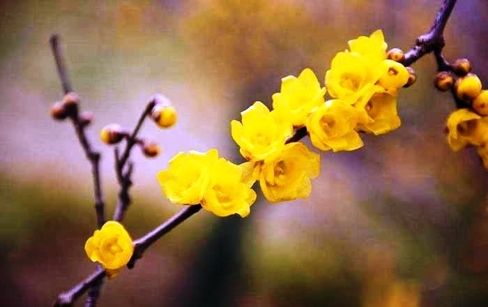 心灵鸡汤经典语录短句正能量,经典走心的心灵鸡汤语录句句精辟