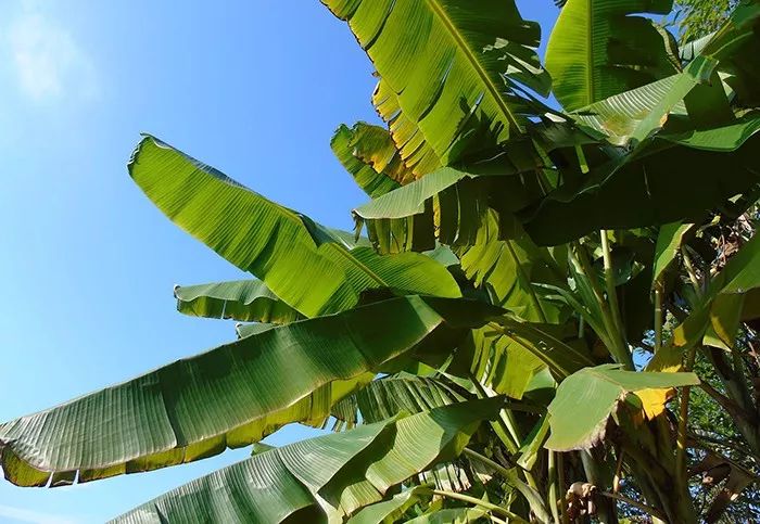 知否知否林小娘为什么不害明兰,知否和李清照有关系吗