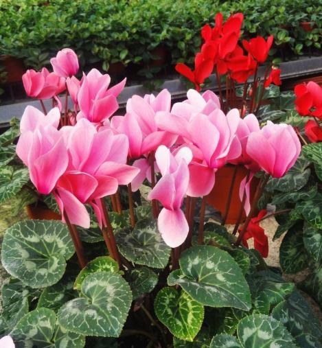 夏季怎么养仙客来能开花,家庭养仙客来注意事项