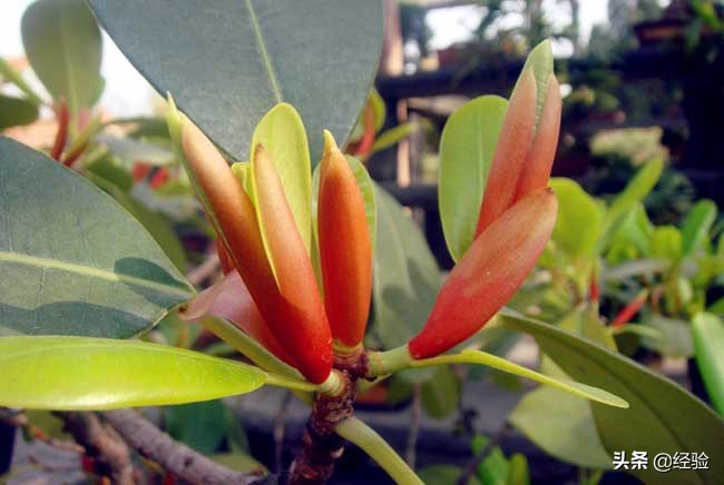 橡皮树黄叶掉叶是怎么回事,橡皮树掉叶的地方还能长出叶子吗