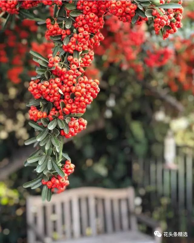 最优质的北美冬青,北美冬青性价比高的