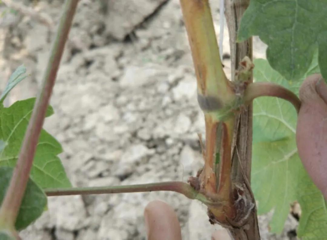 葡萄枝条上的病害图片,葡萄果实开裂什么病害